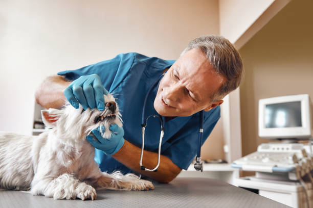 Best 24-Hour Emergency Dentist in Murphys Estates, SC